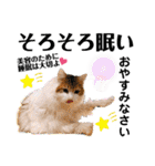 ファニーなニャンズ 2021  最高にゃんこ（個別スタンプ：29）