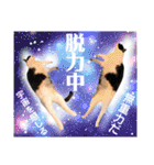 ファニーなニャンズ 2021  最高にゃんこ（個別スタンプ：30）