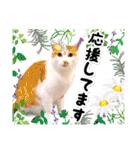 ファニーなニャンズ 2021  最高にゃんこ（個別スタンプ：34）