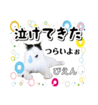 ファニーなニャンズ 2021  最高にゃんこ（個別スタンプ：36）