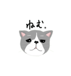 エキゾチックな猫くん（個別スタンプ：6）