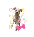 らき＆くーちゃん＆ぽちゃんスタンプ2（個別スタンプ：1）