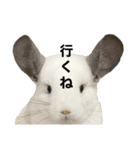チンチラデグーセット（個別スタンプ：1）
