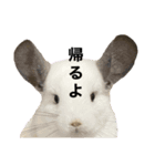 チンチラデグーセット（個別スタンプ：2）