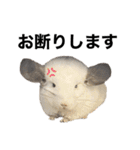 チンチラデグーセット（個別スタンプ：9）