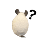 チンチラデグーセット（個別スタンプ：11）