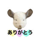 チンチラデグーセット（個別スタンプ：19）