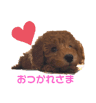 こはるトイプー♡（個別スタンプ：10）