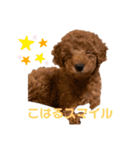 こはるトイプー♡（個別スタンプ：12）