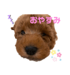 こはるトイプー♡（個別スタンプ：15）