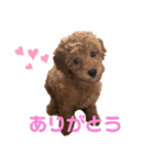 こはるトイプー♡（個別スタンプ：16）