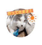 野良猫だったハム❶（個別スタンプ：1）