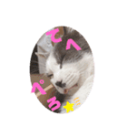 野良猫だったハム❶（個別スタンプ：2）