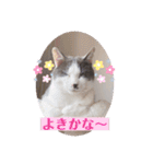 野良猫だったハム❶（個別スタンプ：3）