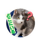 野良猫だったハム❶（個別スタンプ：4）