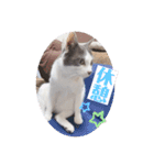 野良猫だったハム❶（個別スタンプ：5）