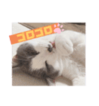 野良猫だったハム❶（個別スタンプ：6）