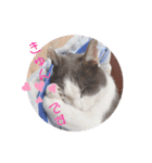 野良猫だったハム❶（個別スタンプ：7）