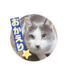 野良猫だったハム❶（個別スタンプ：8）