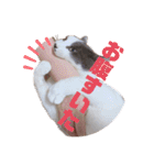 野良猫だったハム❶（個別スタンプ：9）