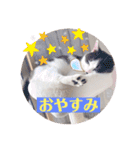 野良猫だったハム❶（個別スタンプ：10）