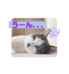 野良猫だったハム❶（個別スタンプ：12）
