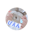 野良猫だったハム❶（個別スタンプ：13）