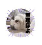野良猫だったハム❶（個別スタンプ：14）