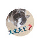 野良猫だったハム❶（個別スタンプ：15）