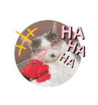野良猫だったハム❶（個別スタンプ：17）