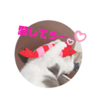野良猫だったハム❶（個別スタンプ：18）