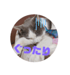 野良猫だったハム❶（個別スタンプ：19）