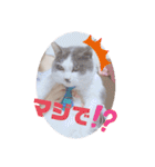 野良猫だったハム❶（個別スタンプ：20）