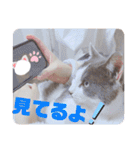 野良猫だったハム❶（個別スタンプ：21）