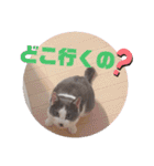 野良猫だったハム❶（個別スタンプ：22）