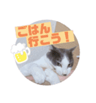野良猫だったハム❶（個別スタンプ：23）