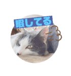野良猫だったハム❶（個別スタンプ：24）