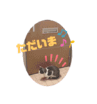 野良猫だったハム❶（個別スタンプ：25）