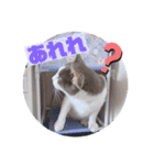野良猫だったハム❶（個別スタンプ：26）