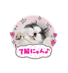 野良猫だったハム❶（個別スタンプ：27）