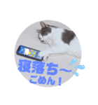 野良猫だったハム❶（個別スタンプ：29）