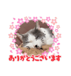野良猫だったハム❶（個別スタンプ：30）