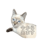 我が家のアイドルLillyちゃん（個別スタンプ：6）