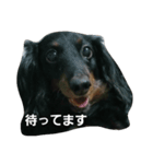 ミニチュアダックスのちゃぴちょろスタンプ（個別スタンプ：6）