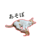 ハチワレのふく と 茶トラのめい（個別スタンプ：1）