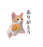 ハチワレのふく と 茶トラのめい（個別スタンプ：2）