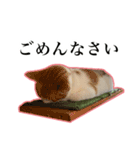 ハチワレのふく と 茶トラのめい（個別スタンプ：3）