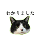 ハチワレのふく と 茶トラのめい（個別スタンプ：5）