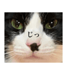 ハチワレのふく と 茶トラのめい（個別スタンプ：7）
