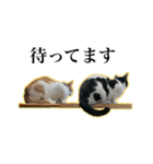 ハチワレのふく と 茶トラのめい（個別スタンプ：8）